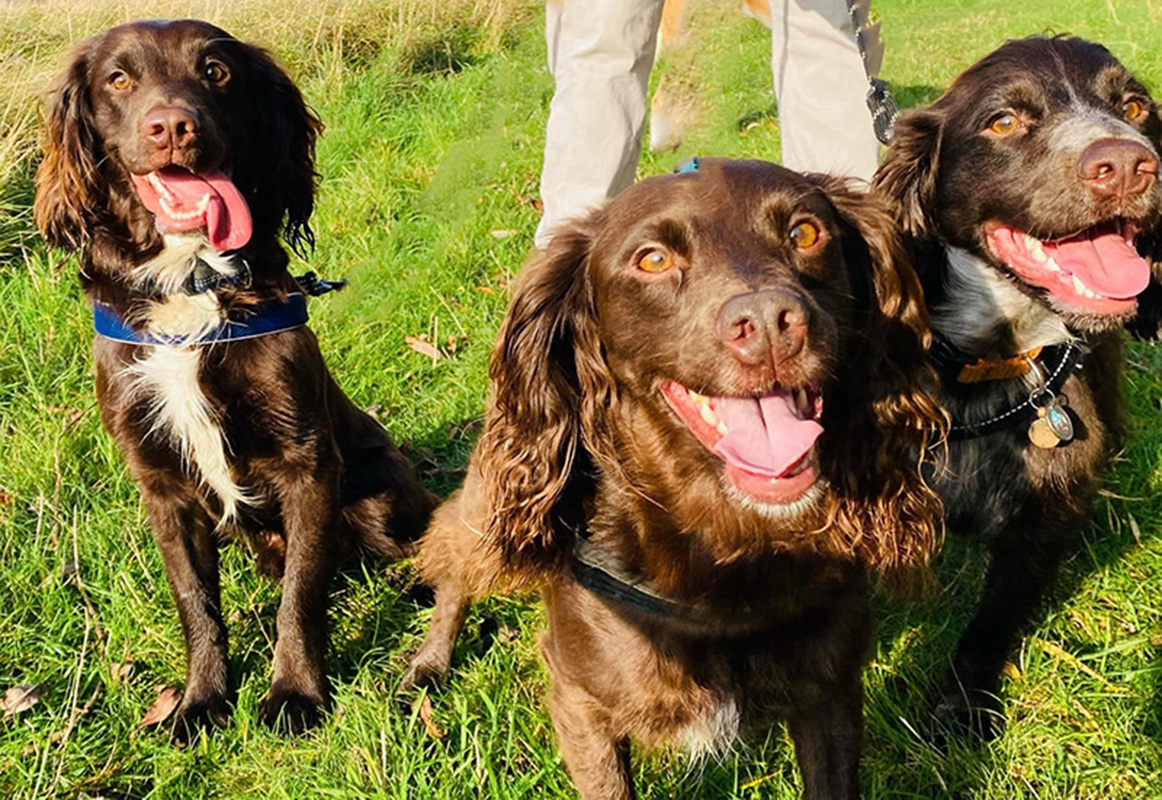 Happy Dogs